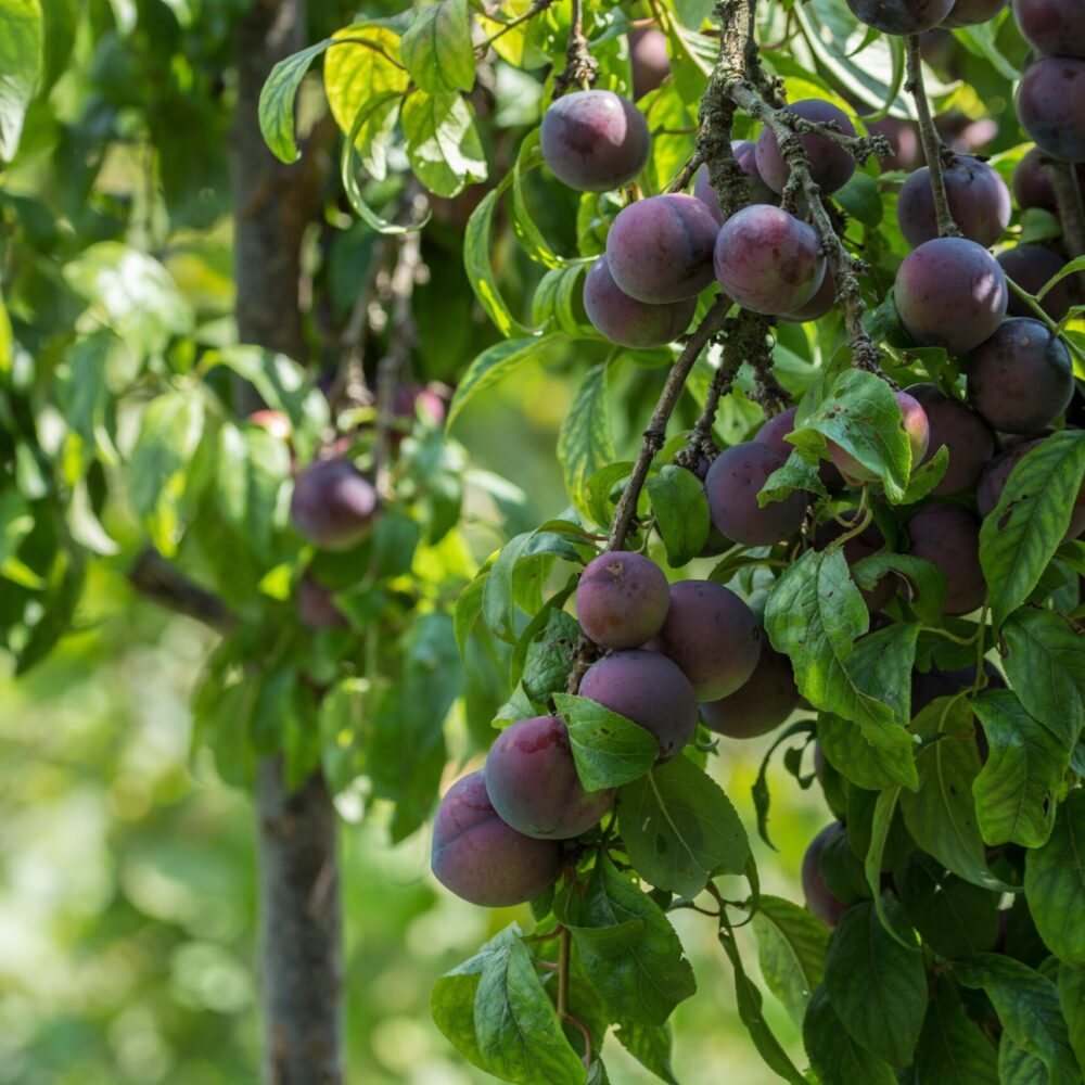 Red,Organic,Plums,On,The,Branches,Of,The,Tree
